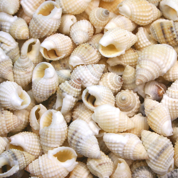 Beige and Tan Small Whelk Conch Shells - 1 Kg